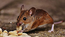 24 Hour & Emergency Exterminators in Sunrise, KY